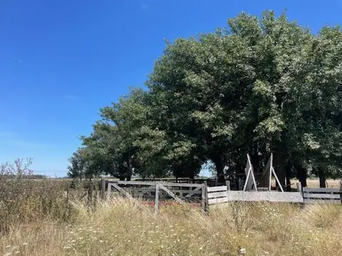 Campo ganadero con mejoras de trabajo.