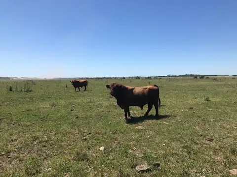 Campo ganadero con mejoras de trabajo.