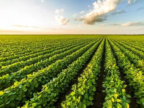 Campo Agrícola Ganadero en Chabas