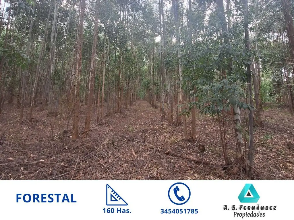 CAMPO FORESTAL EN VENTA