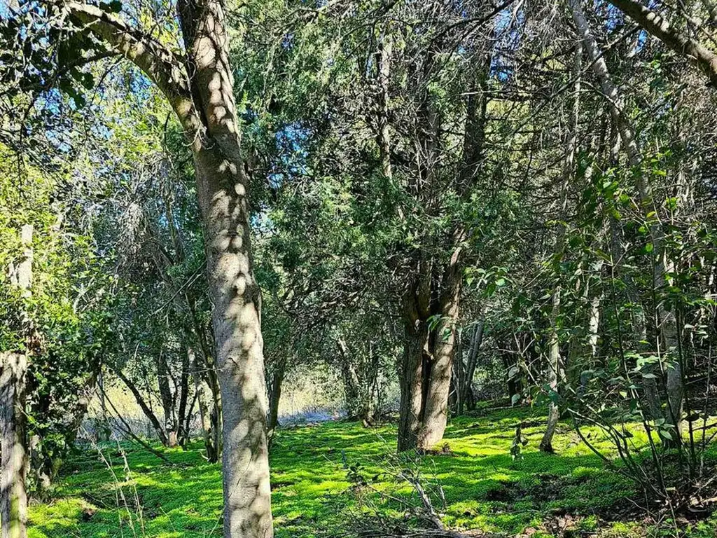 Lote de bosque apto ph y desarrollo.