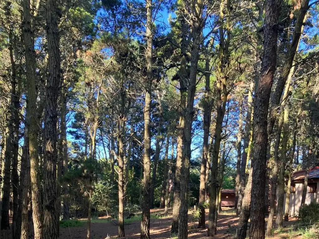 Lote en Mar de las Pampas, todo bosque