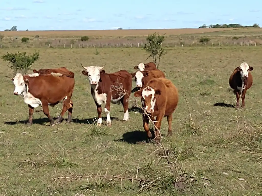 Vendo campo de 37ha en  Gualeguaychú