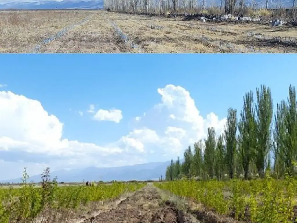 Campo - Venta - Argentina, Tunuyán