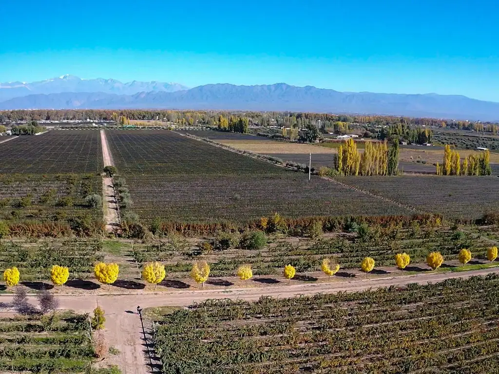 VENTA LOTE LUJAN DE CUYO MENDOZA CON VIÑEDO