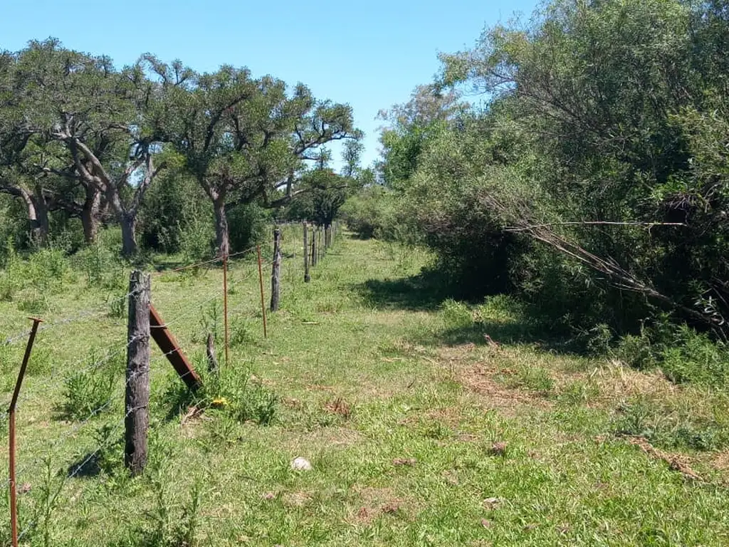 43 hectareas sobre Rio Parana