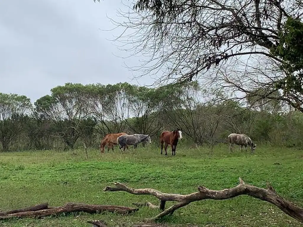 Campo - Loma Verde