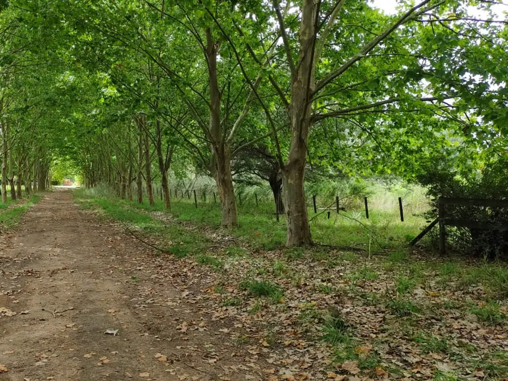 TERRENO 1 HA, ARBOLADO MANZANARES, PILAR