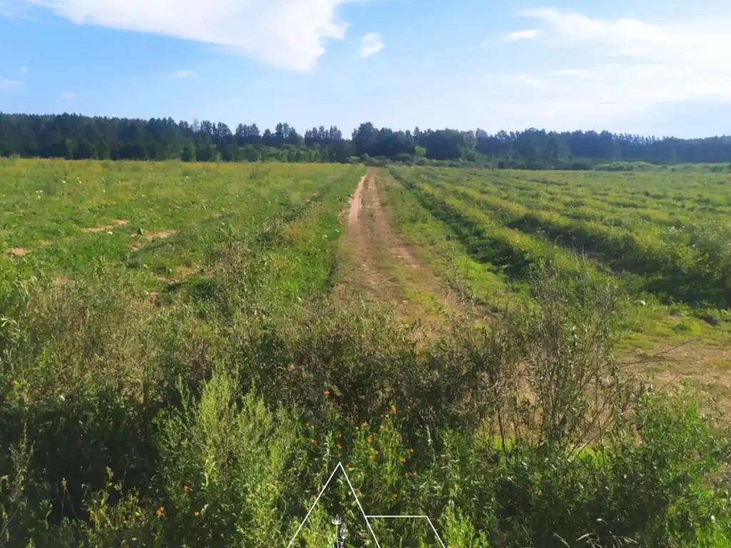 50Has Campo para Citricultura