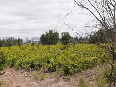 FINCA 12 HAS CON CULTIVO DE VID EN JOCOLÍ – LAVALLE