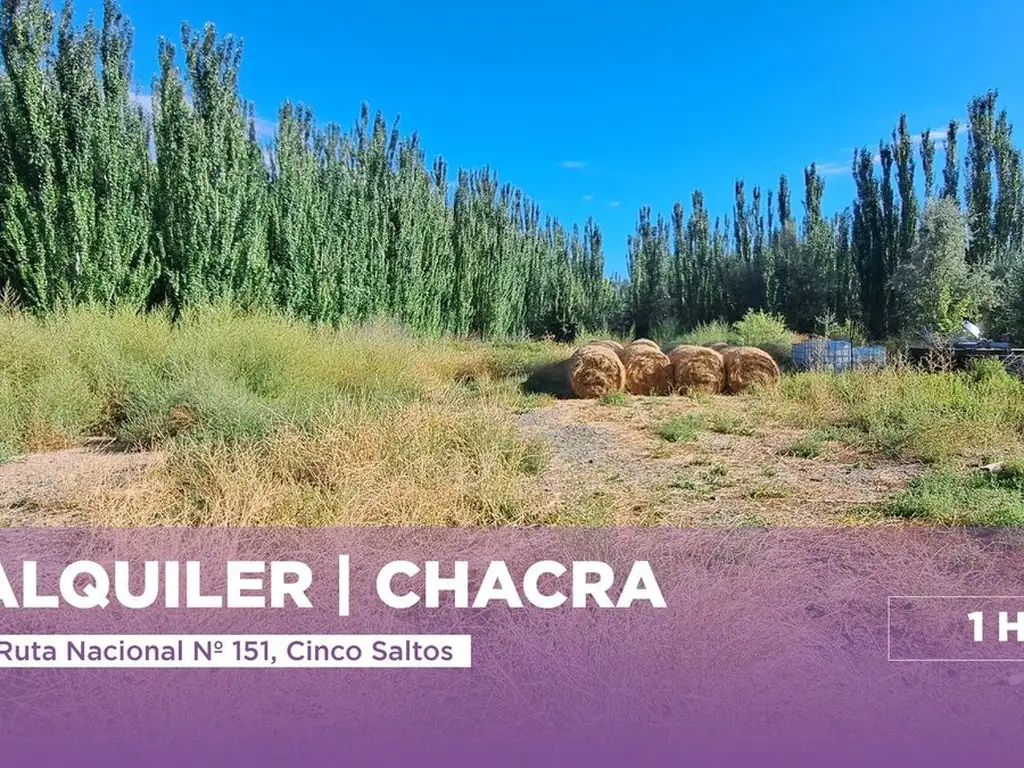 Alquiler Predio-Chacra 1 has. Cinco Saltos