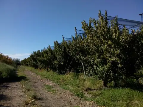 5 hectáreas plantadas con duraznos en prod. 3 variedades. Posiblidad de emprendimiento Turístico.