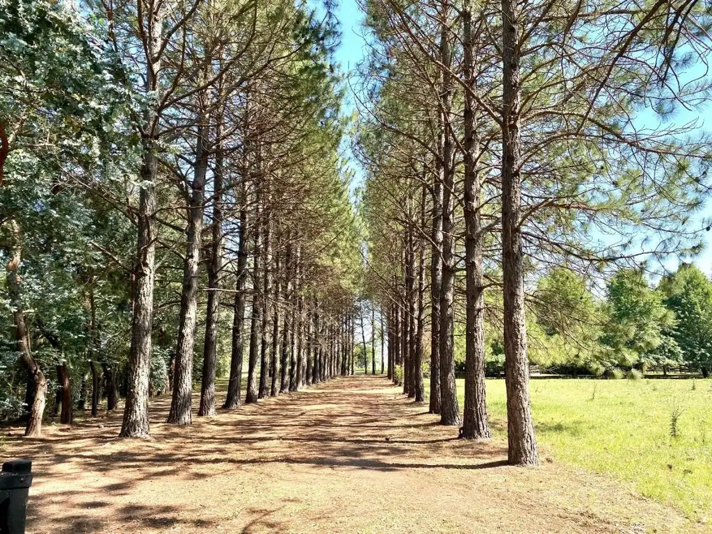 CAMPO DE 52 HA EN BUEN ESTADO