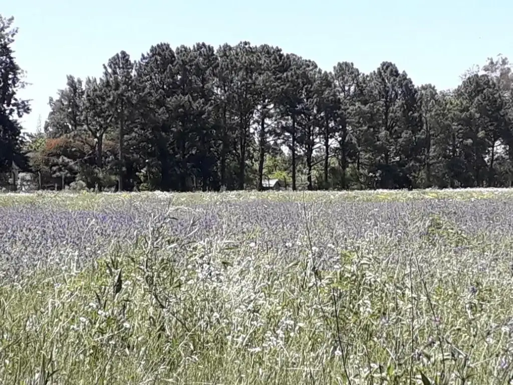 Terreno - Manzanares