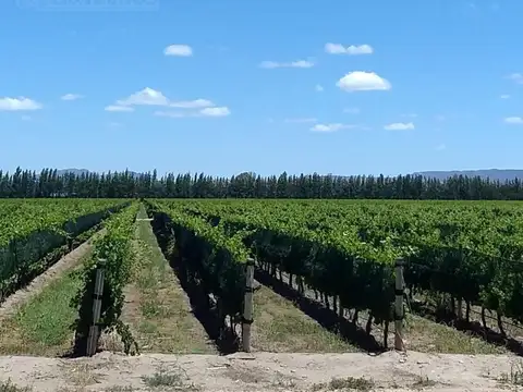 Finca con viñedos en venta. San Rafael, Mendoza