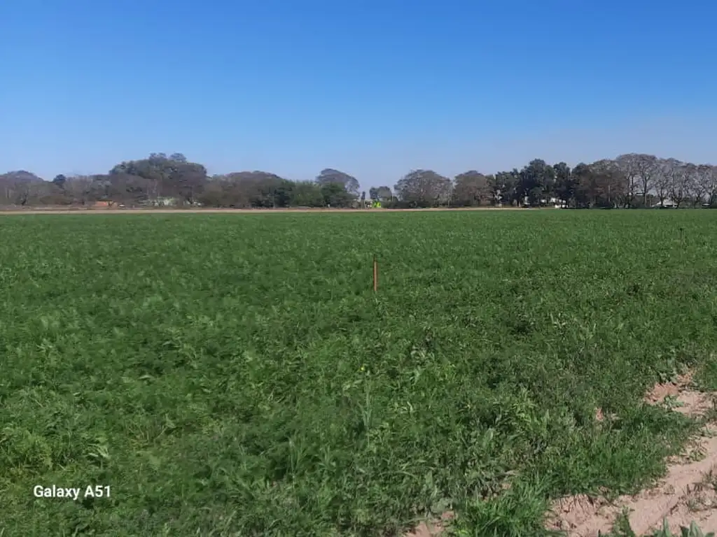 VENDO 7 HECTAREAS AGRICOLAS CAMPO DEL MEDIO (PROXIMA A CAYASTA) S UTILIZA COMO QUINTA PARA ZANAHORIA