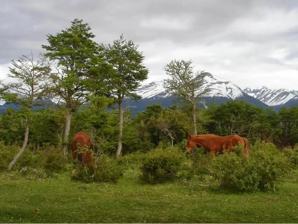 Terreno venta Patagonia  Chubut 2,8 Ha. pesca con mosca frente sobre ruta bosque nativo