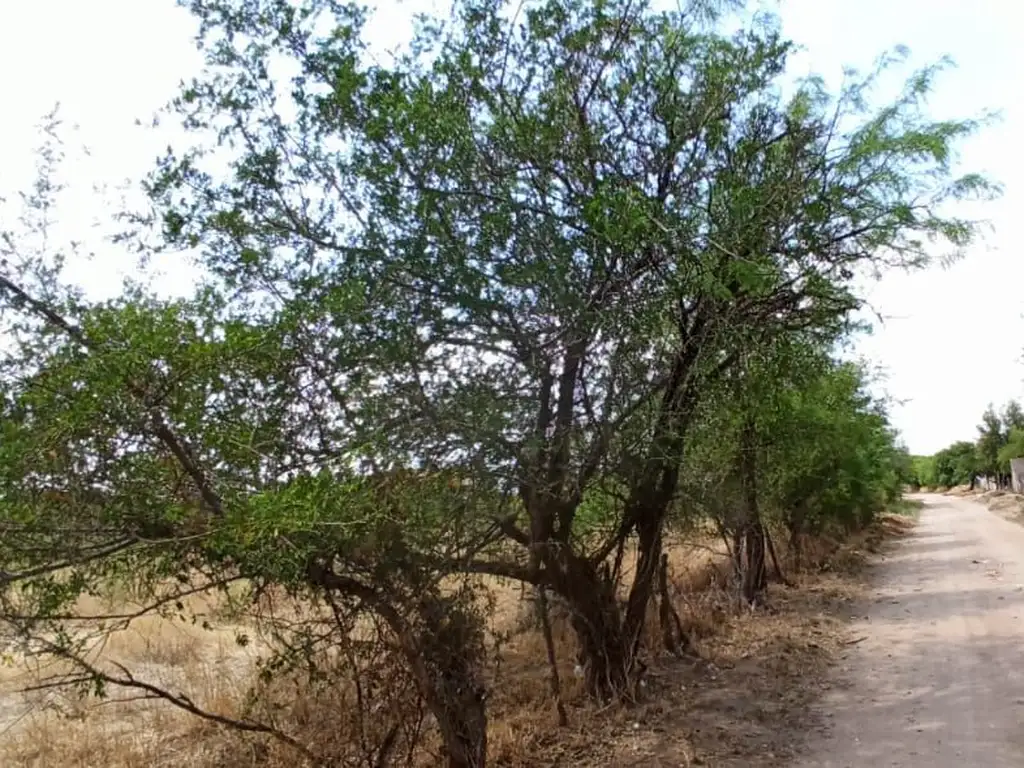 Vende chacra de 6,25 ha en el Brete a 10 km de Cruz del Eje