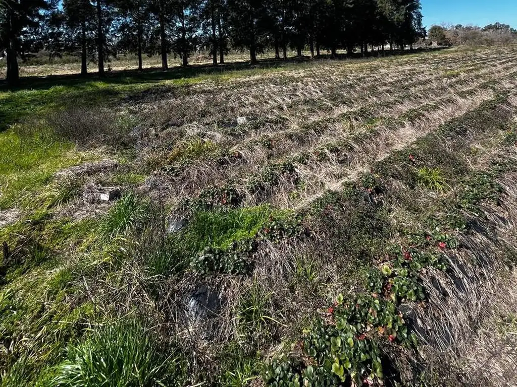 Campo sobre Ruta 192 - Arroyo De La Cruz