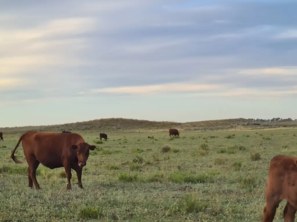 VILLARINO EXCELENTE EXPLOTACION DE CRIA - CAMPO MUY PREPARADO