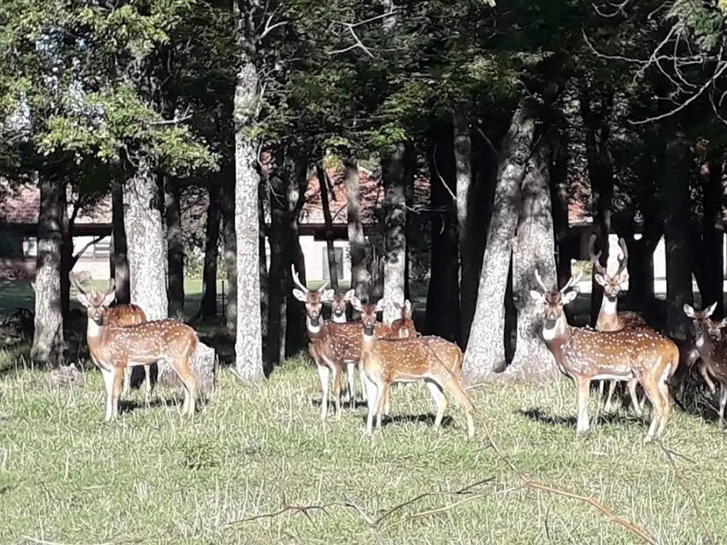 CHACRAS DE LA ALAMEDA