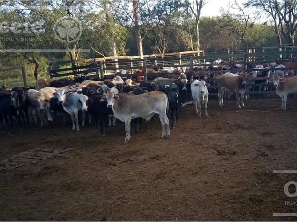 Campo en venta en Paraguay de 1100 Has - Ganadero 0,4 EV/Ha