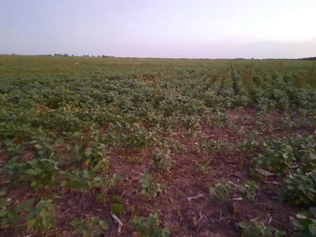 VENDO 98 HECTAREAS AGRICOLAS EN ARAUZ SANTA FE