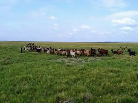 Campo - Algarrobo Del Aguila