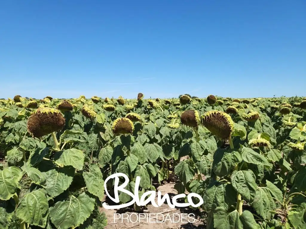 Campo  en Venta en Juan Jorba, Pedernera, San Luis