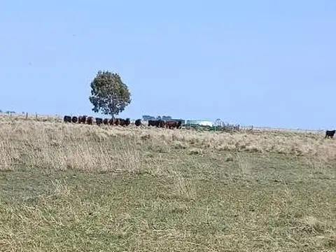 VENTA de importante campo ganadero entre Baker y Benito Juárez, Buenos Aires.