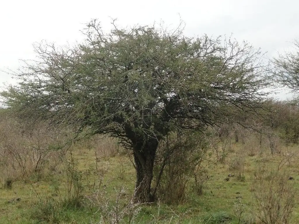 Campo ganadero sobre ruta a 150 km de Capital Federal