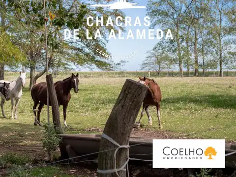 Terreno - Carmen De Areco