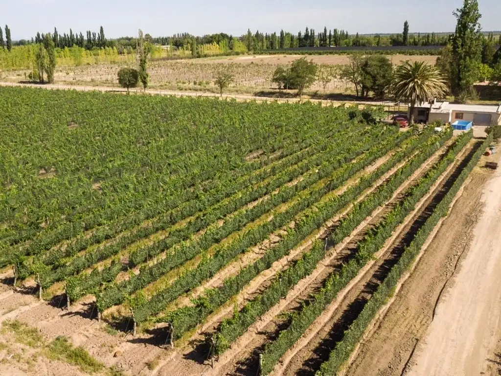 Campo - Venta - Argentina, San Rafael