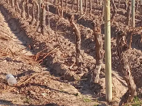 Finca en venta - Lujan de Cuyo