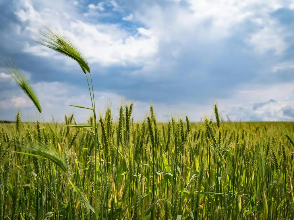 Campo 75has 100% Agrícolas Suelo 1 Zavalla