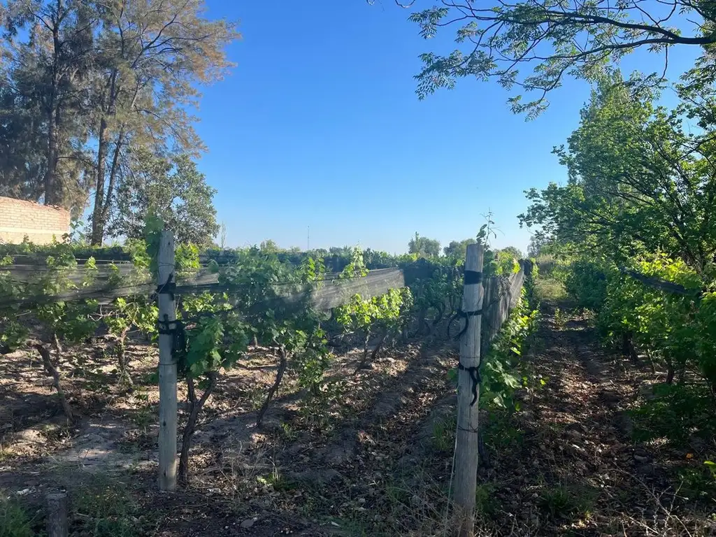 Se Vende Finca Fray Luis Beltran, Mendoza