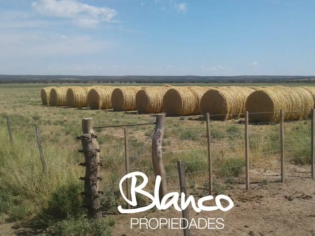 Campo  en Venta en Winifreda, Conhelo, La Pampa