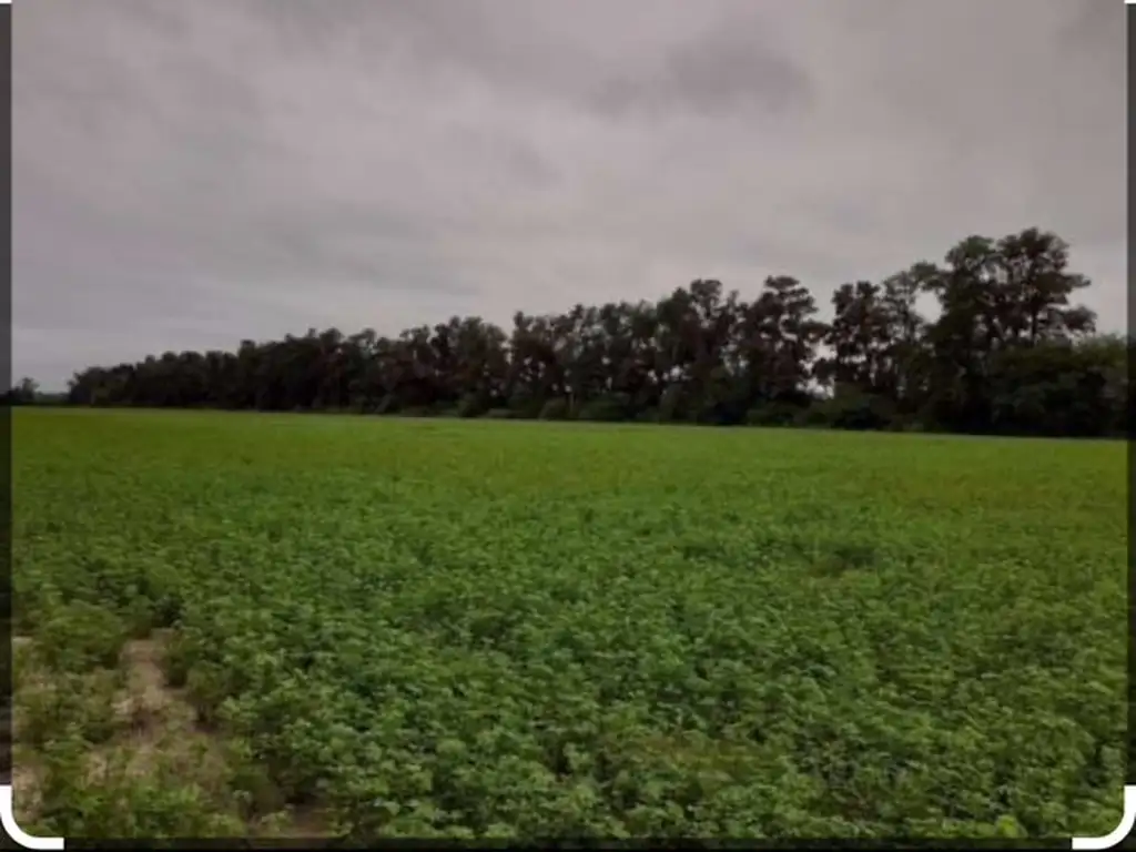 4500 HECTAREAS  SANTIAGO DEL ESTERO   RIO HONDO