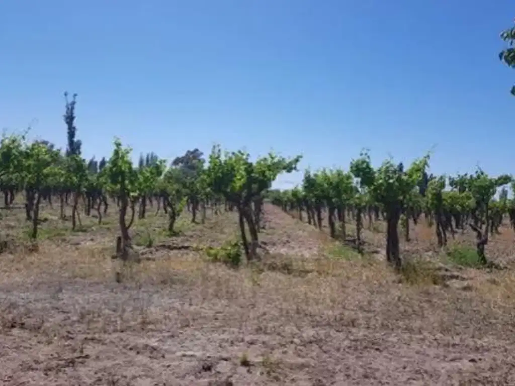 Finca en San Rafael Norte, Mendoza