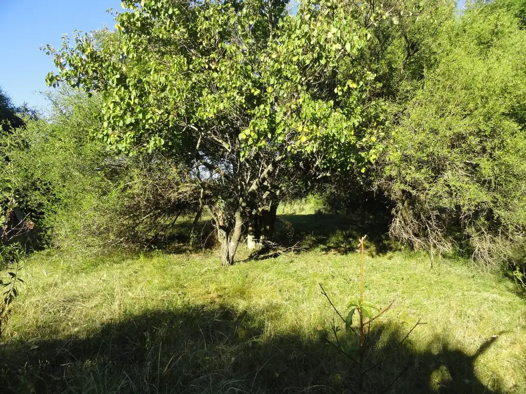 Campo ganadero, alto bien empastado en departamento Uruguay.