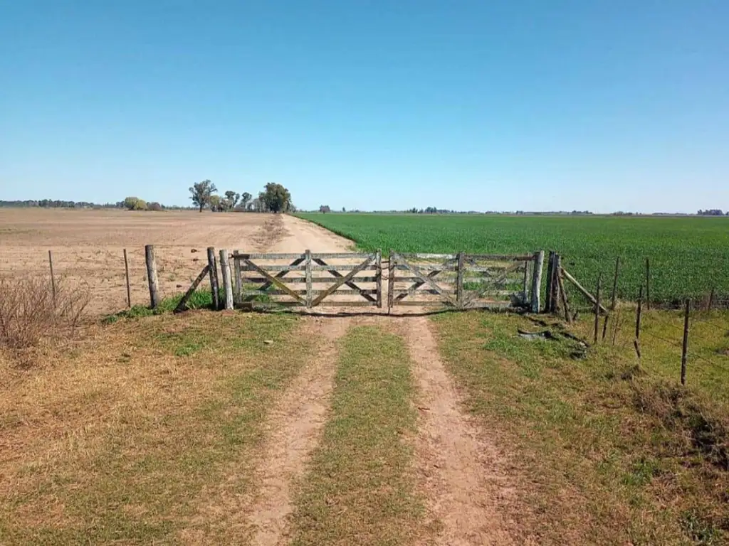 EN VENTA- CAMPO DE 82HA SUELO 1 Y 2 - CORRAL DE BUSTOS-CORDOBA