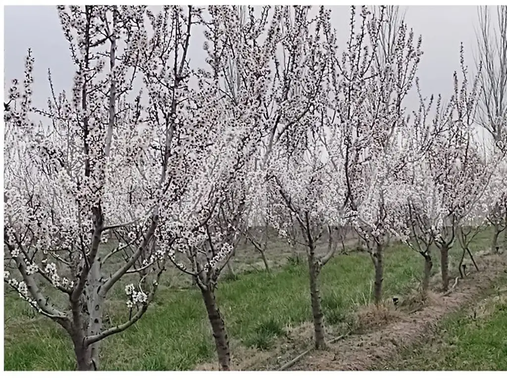 VENTA DE CHACRA 7 HECTAREAS DE ALMENDROS