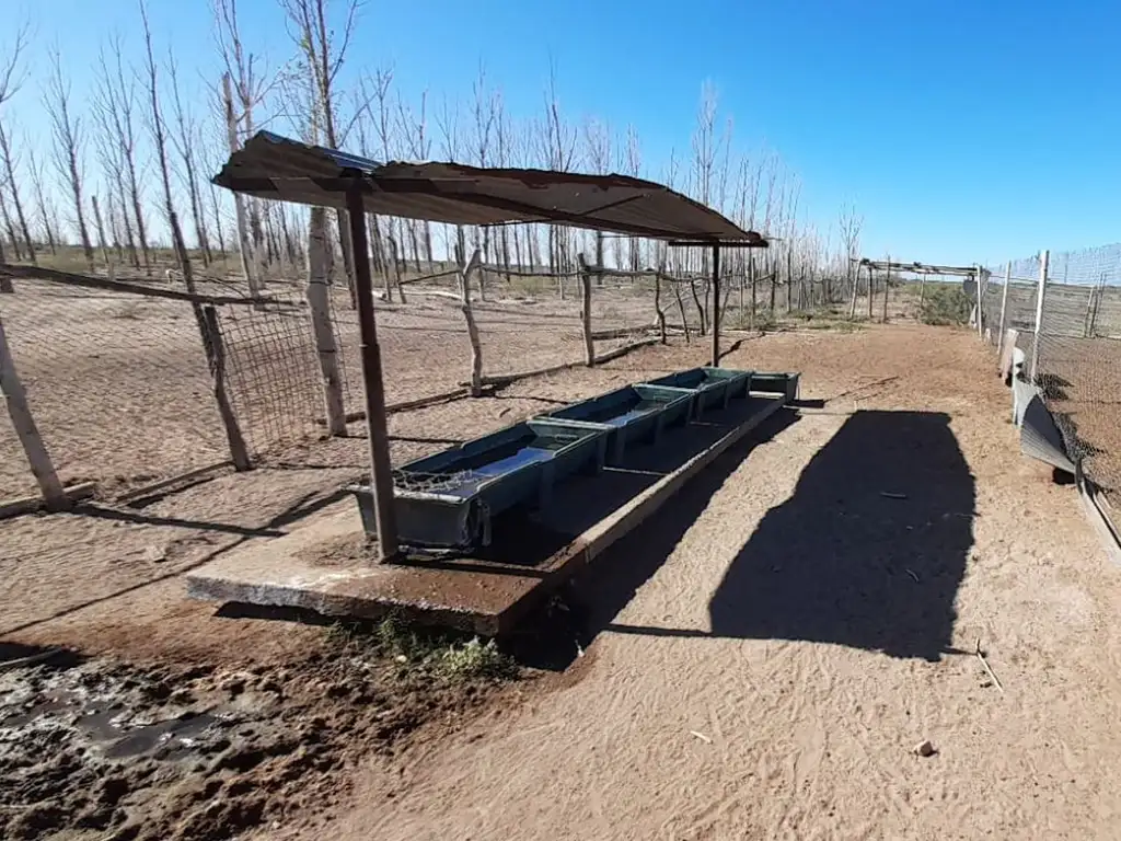 VENTA CAMPO AGRO-GANADERO SANTA ROSA ,MENDOZA