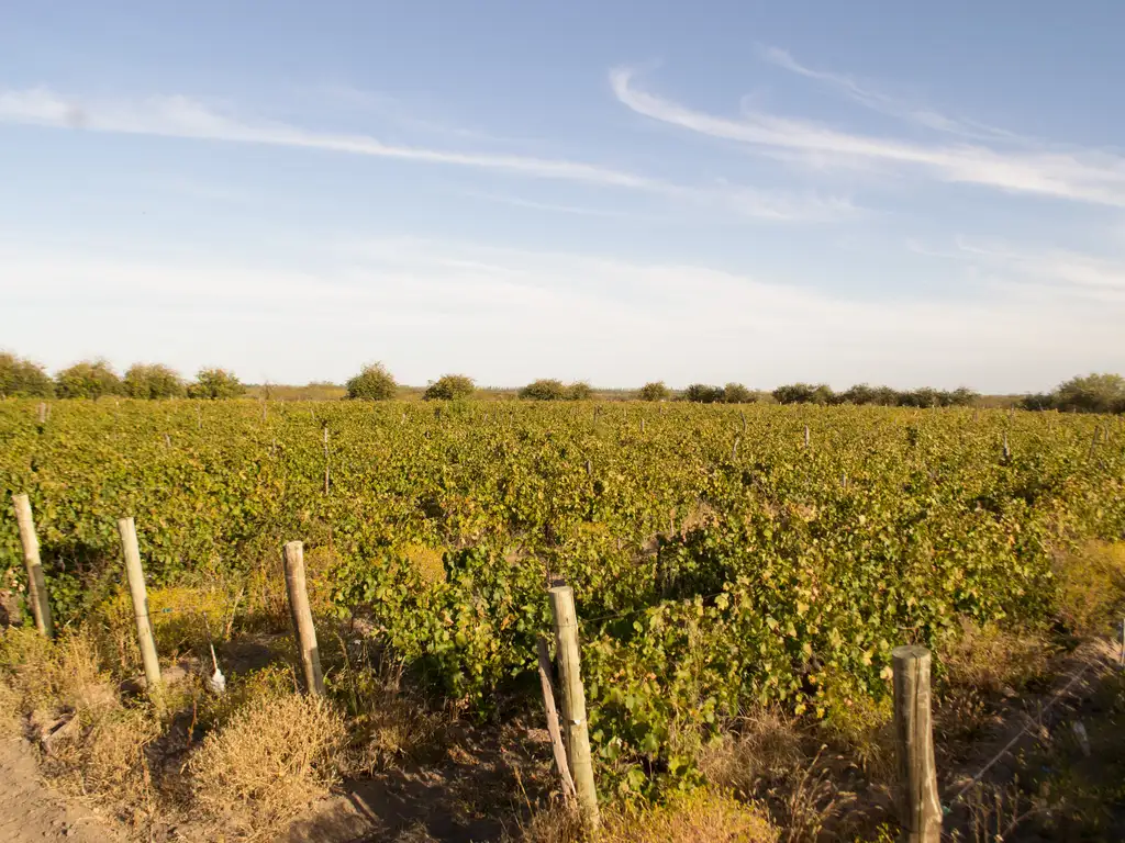 Dueño vende Finca en Producción C/ Casa - Colonia Helena - San Rafael Mendoza