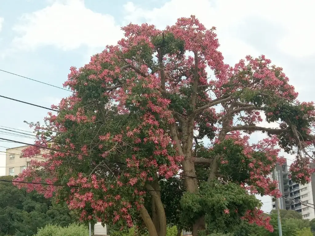 Vendo casa a reciclar en A. del Valle Zárate