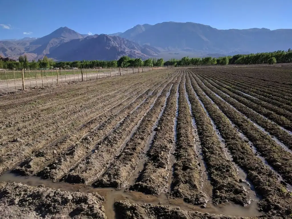 Terreno cultivado en Uspallata