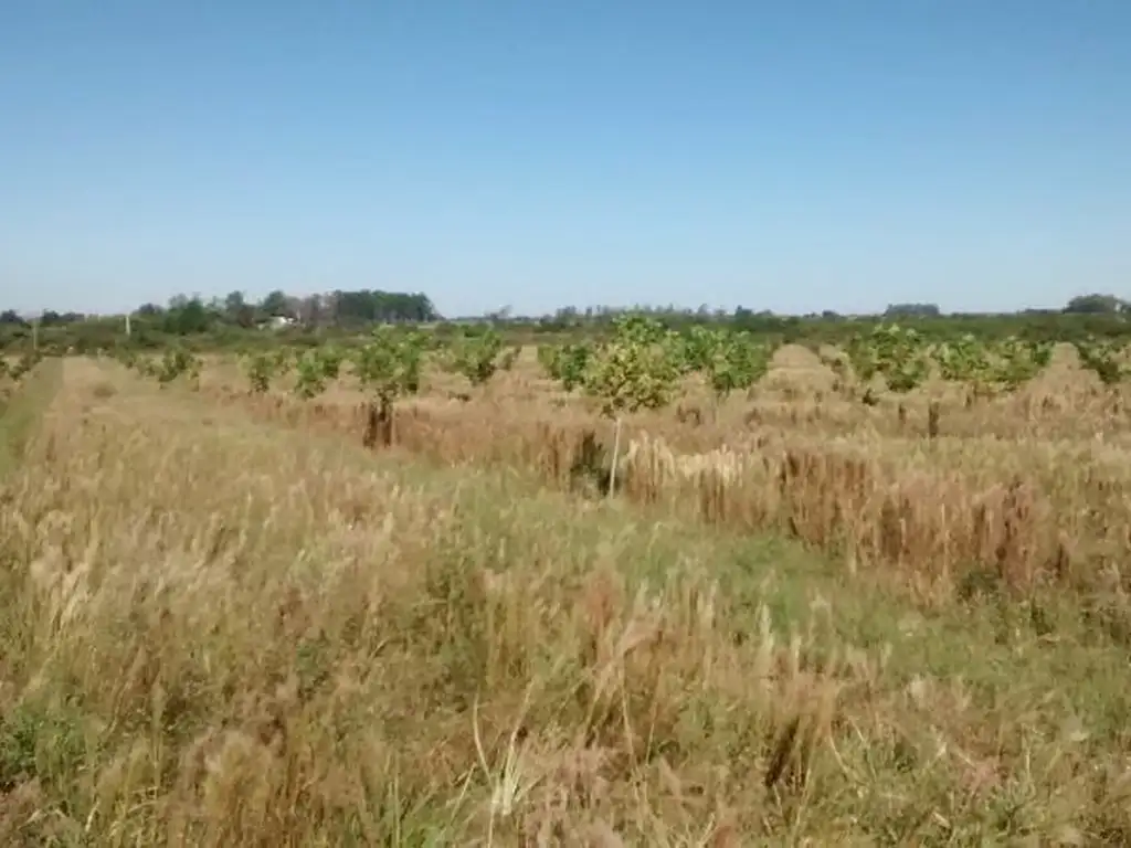 44 has Campo agrícola, ganadero y forestal