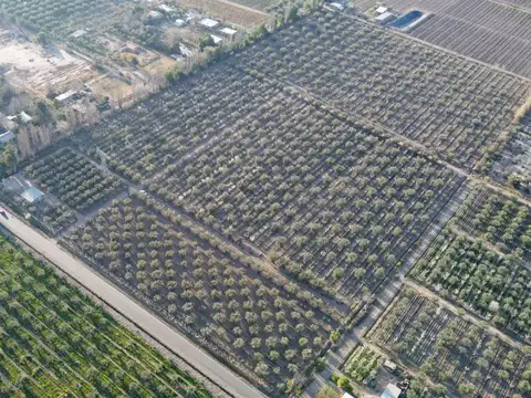VENTA FINCA con OLIVOS y CIRUELOS en MAIPU