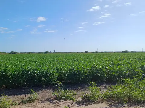 Campo agrícola a pocos km de ruta nacional 14 (MERCOSUR)