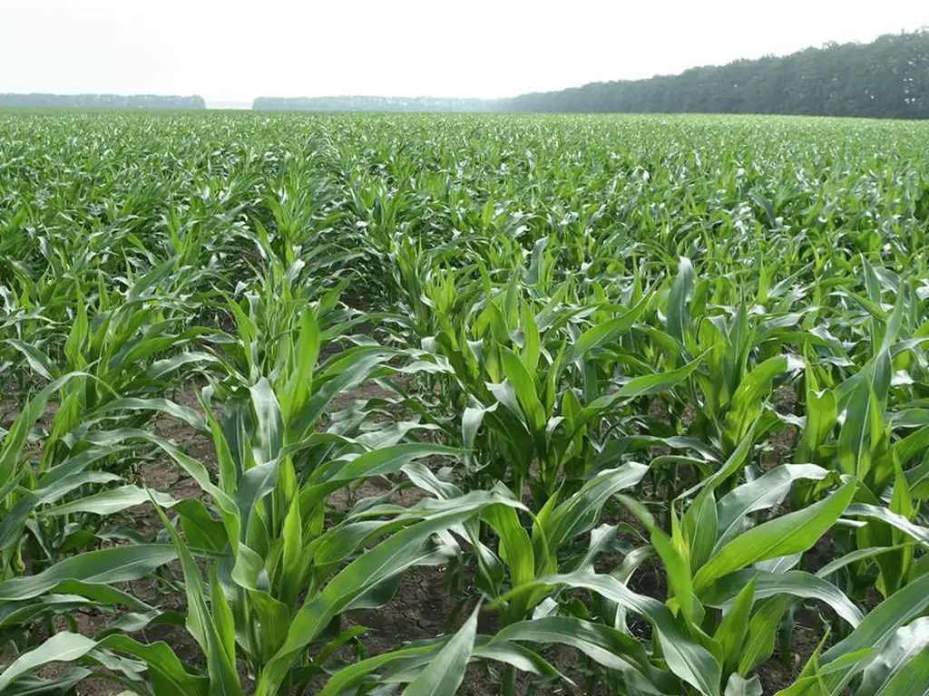 Excelente campo AGRÍCOLA